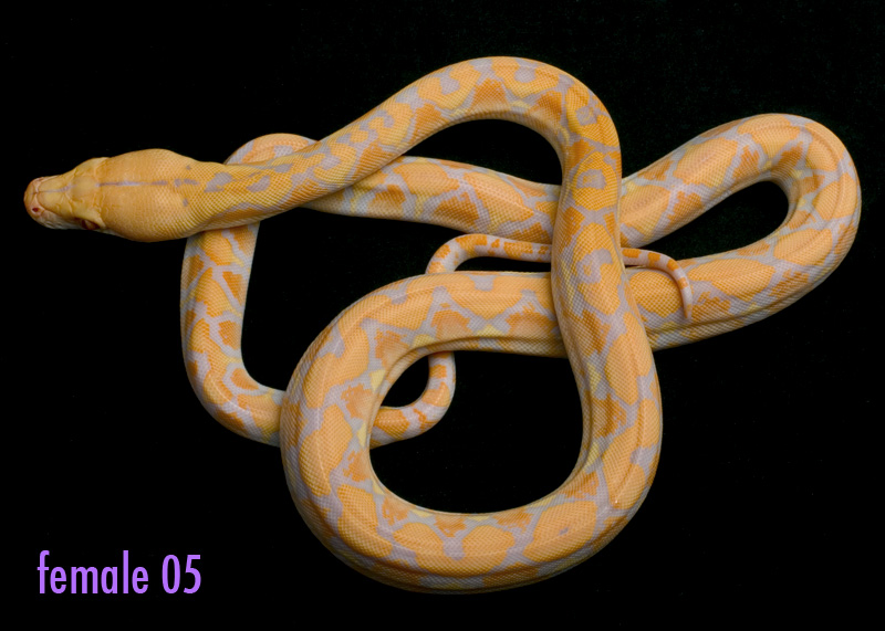 female 05