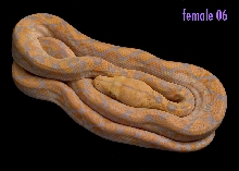 female 06