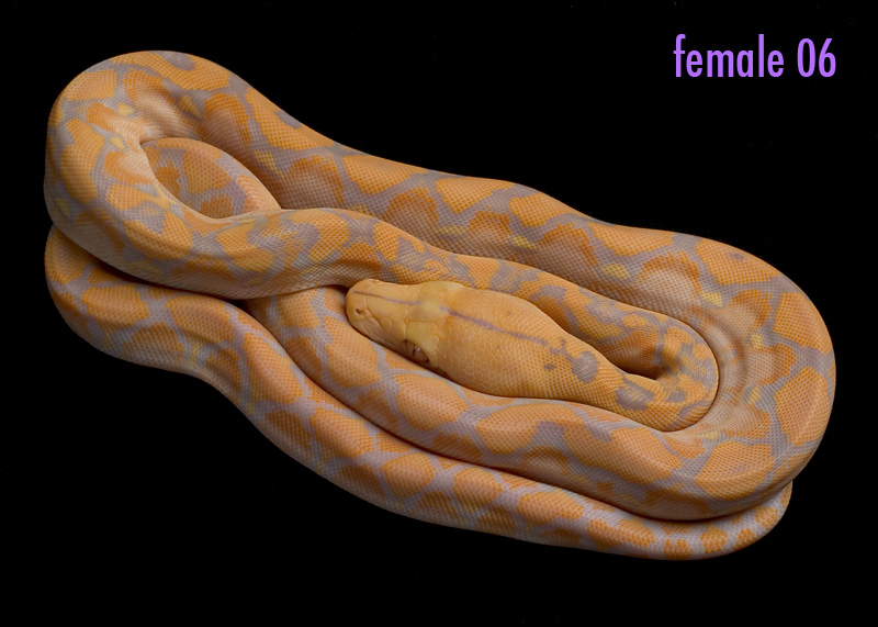 female 06