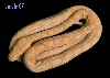 female 07