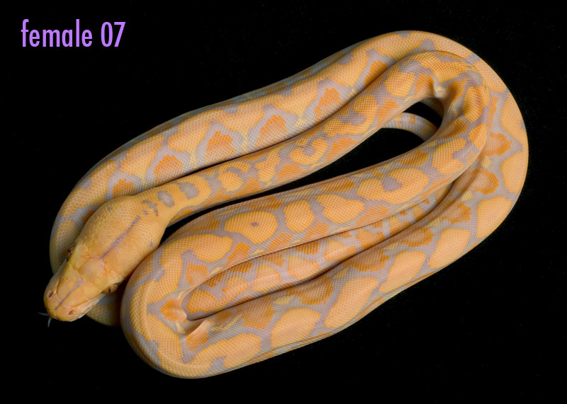female 07