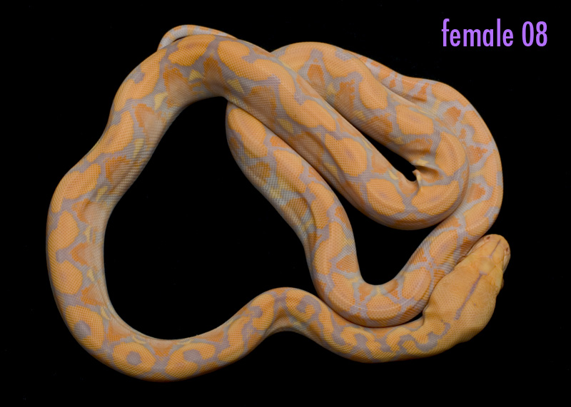 female 08 (not for sale)