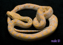 male 01