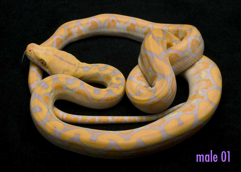 male 01