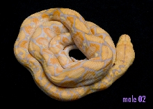 male 02