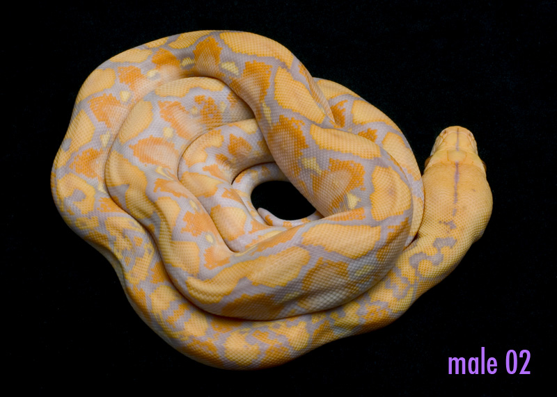 male 02