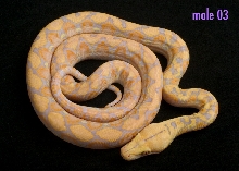 male 03