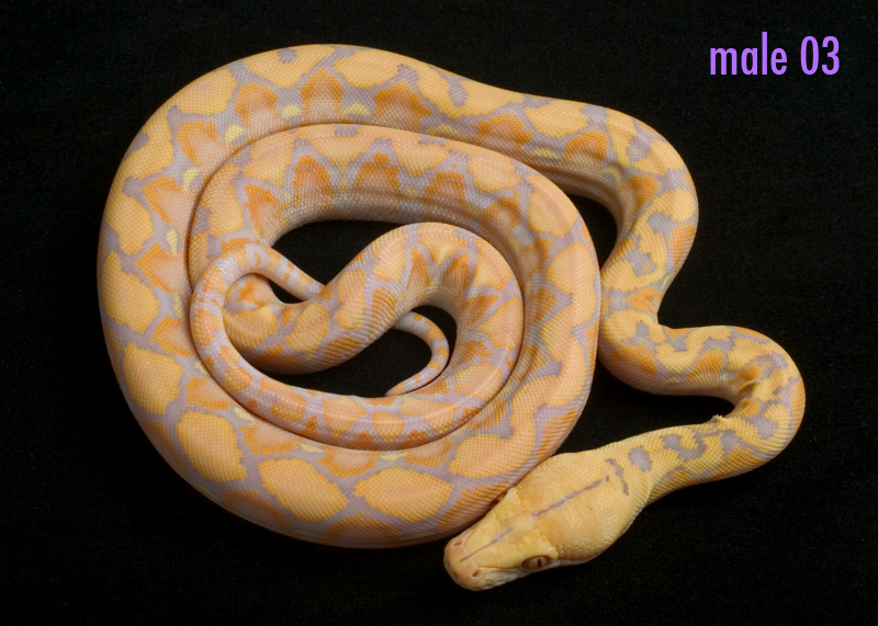 male 03