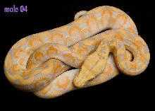 male 04