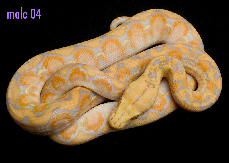 male 04