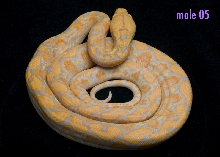 male 05