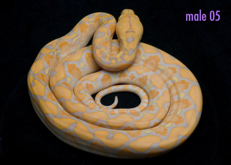 male 05