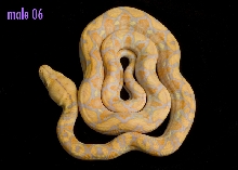 male 06 (not for sale)