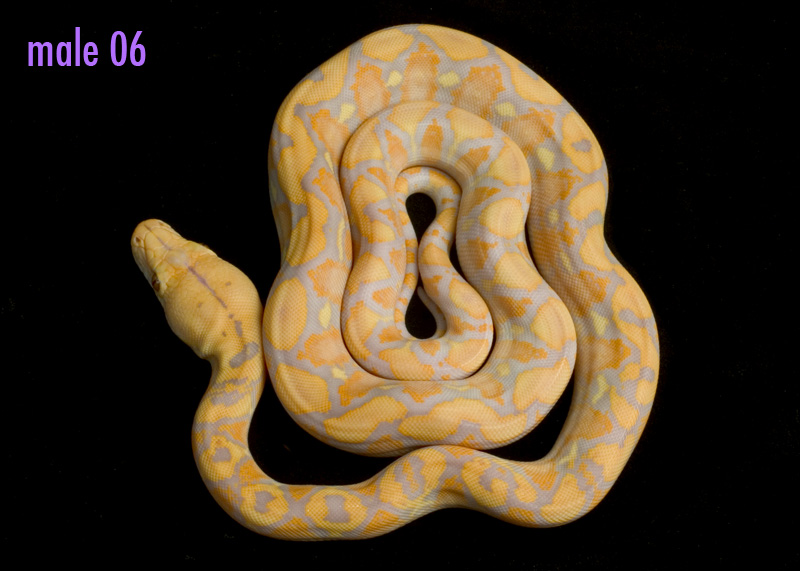male 06 (not for sale)