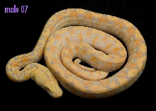 male 07