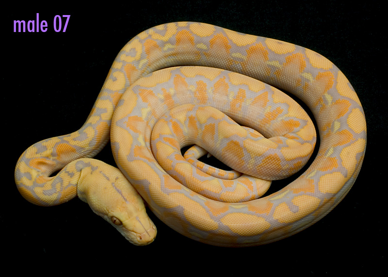 male 07