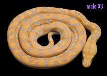 male 08