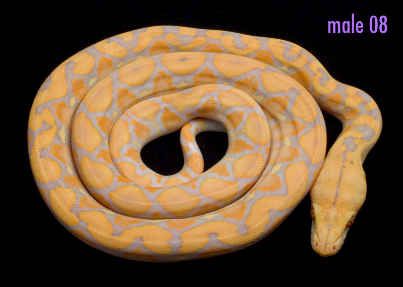 male 08