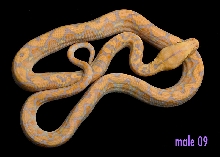 male 09