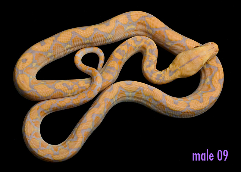 male 09