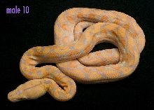male 10