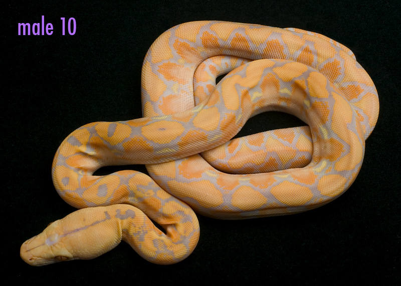 male 10