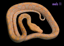 male 11