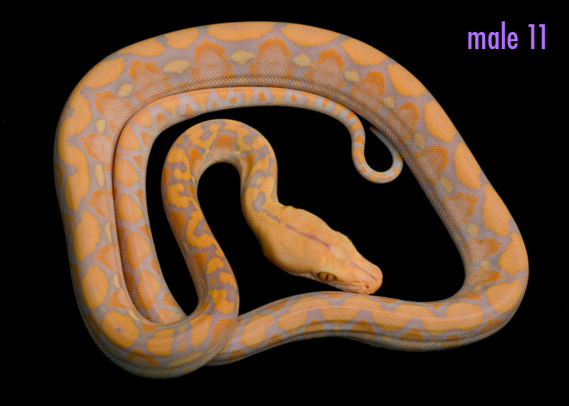 male 11