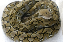 female super dwarf het