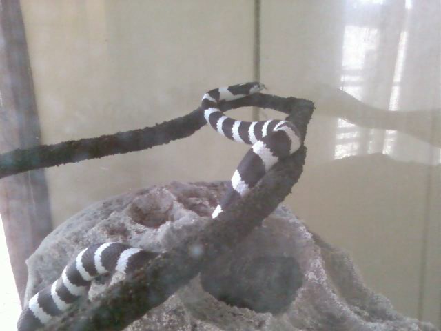 oreo