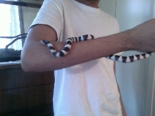 my california king snake
