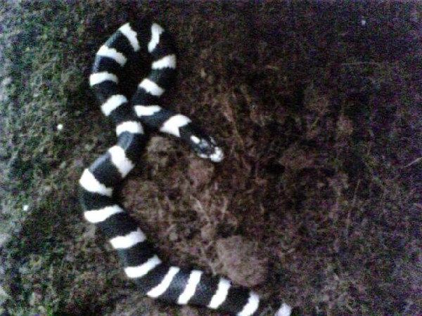 kingsnake.com photo gallery > Kingsnakes > first picture of oreo