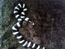 first picture of oreo