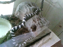 oreo climbing