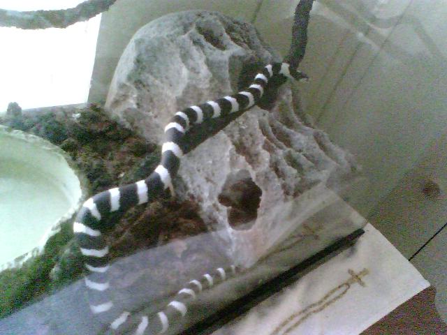 oreo climbing