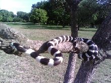 kingsnake at the park (shes mine)
