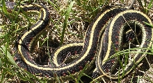 Red barred garter