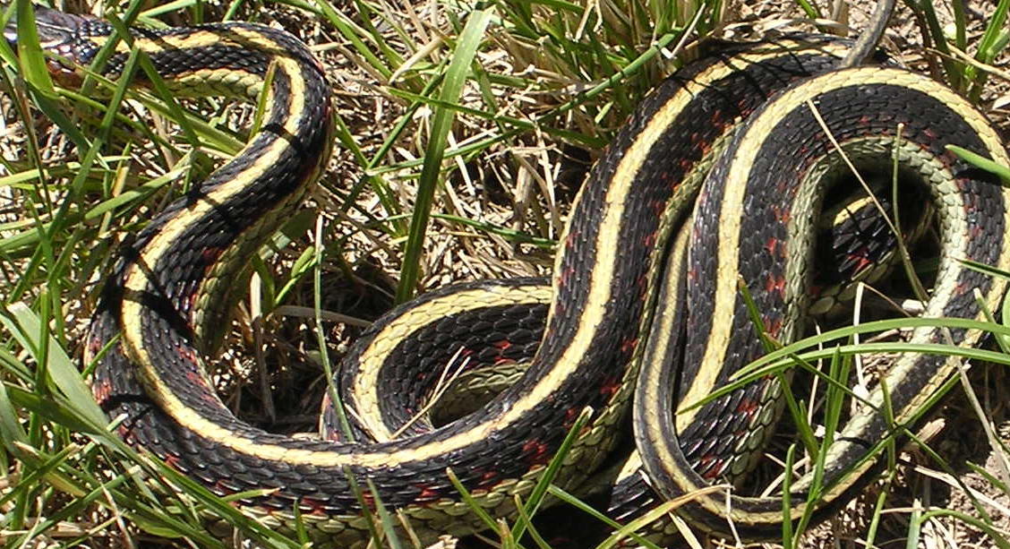 Red barred garter