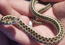 red sided garter