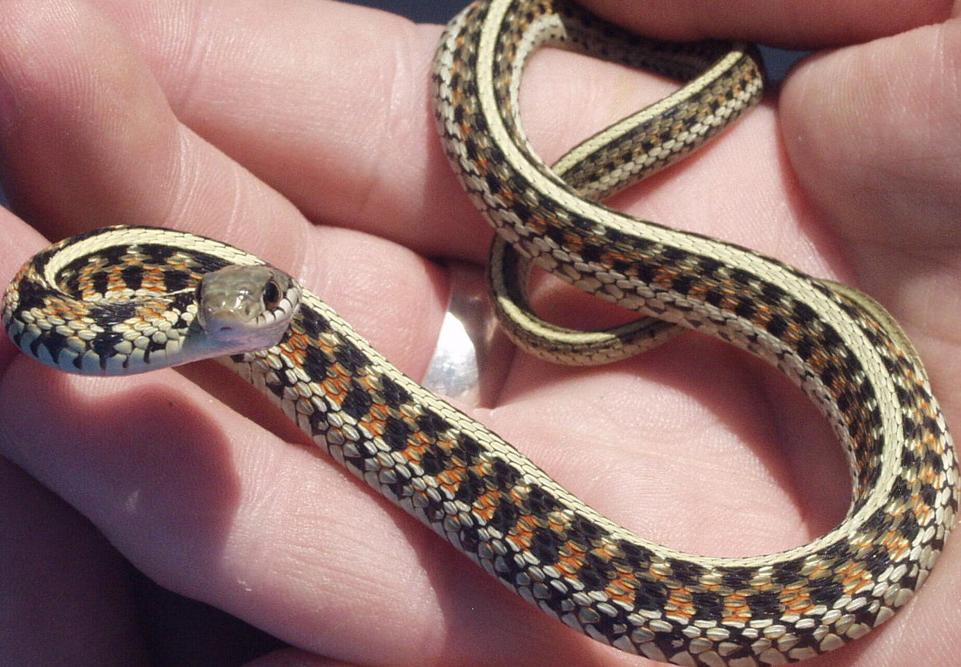 red sided garter