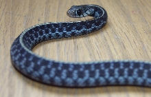 male florida blue