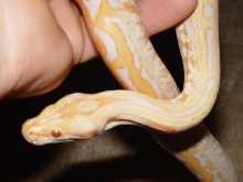 Albino Labyrinth Female Burmese Python