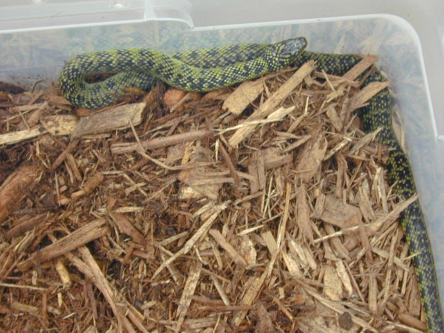 Leimadophis or Liophis?