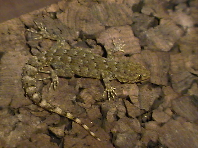 Cyrtopodion kotschyi