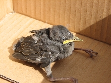 what bird is this?