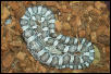 Dimitri a 4 month old cornsnake