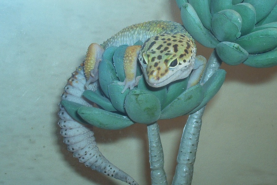'Ali' in her perch