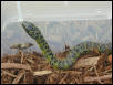 Leimadophis or Liophis2