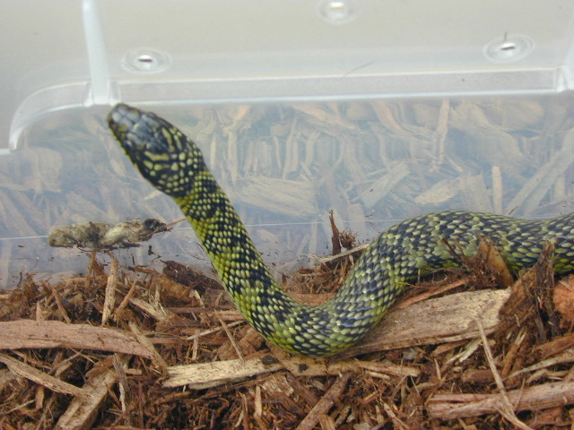 Leimadophis or Liophis2