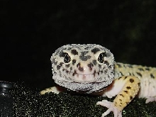 Geico